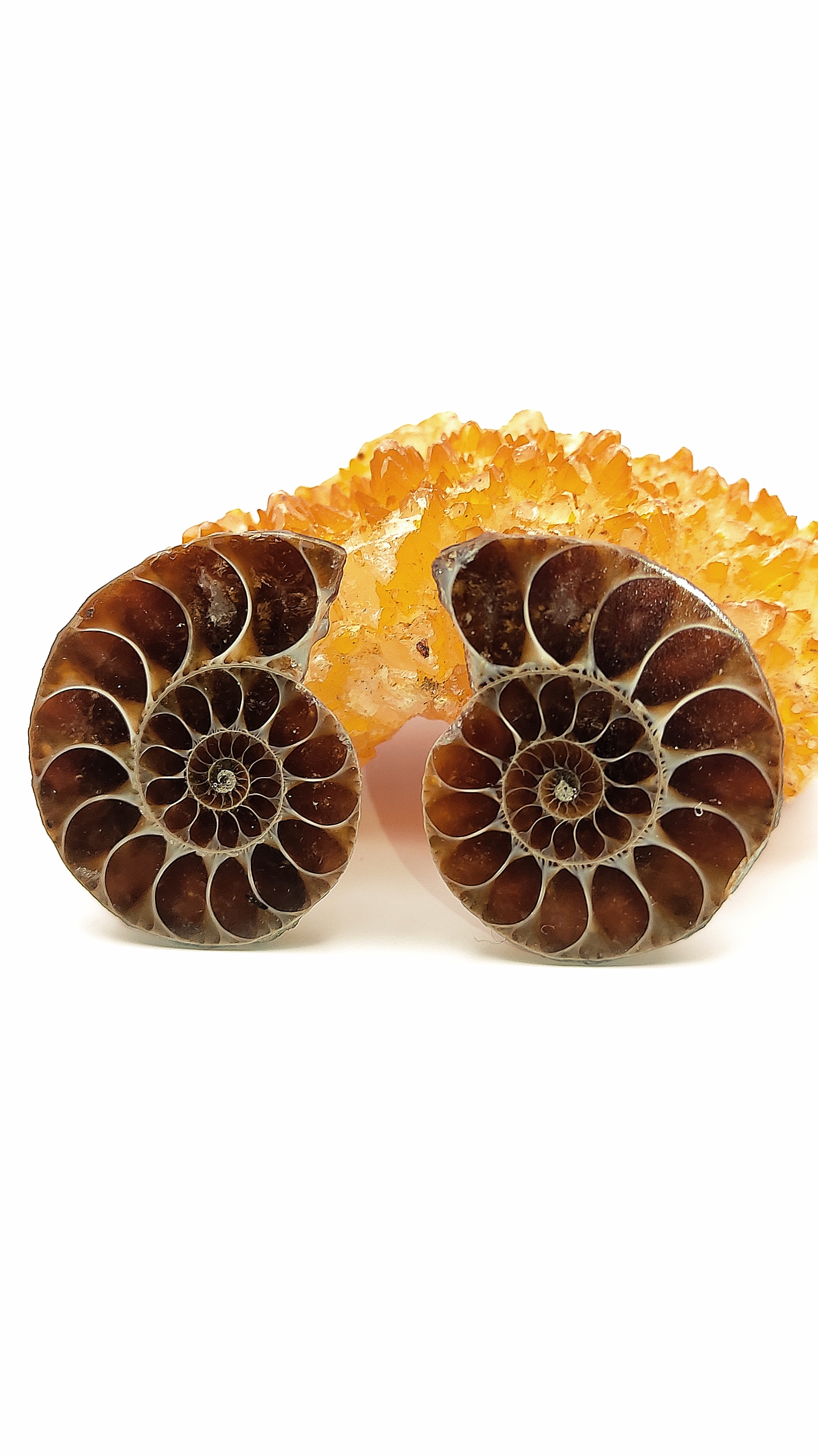 فسیل آمونیت طبیعی بالای ۶۵ میلیون سال قدمت 🤯